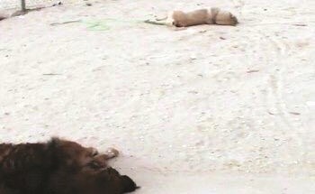 مغردون يردون على فيديو التسمم بهاشتاق «أوقفوا قتل الكلاب»