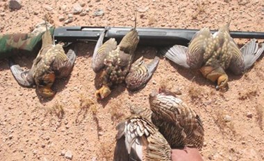 «مباحث السلاح» تلاحق الصيد الجائر للطيور وتصادر أسلحة وذخائر