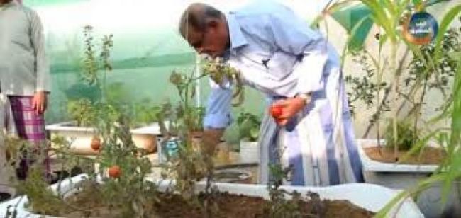 أنباء عدن | مواطن “يمني” يستثمر سطح منزله في زراعة الخضروات والفواكه